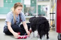 Brisbane Veterinary Emergency & Critical Care Services image 2